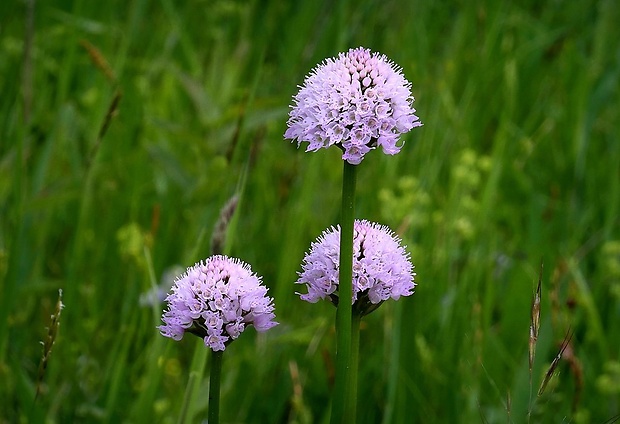 pavstavač hlavatý Traunsteinera globosa (L.) Reichenb.