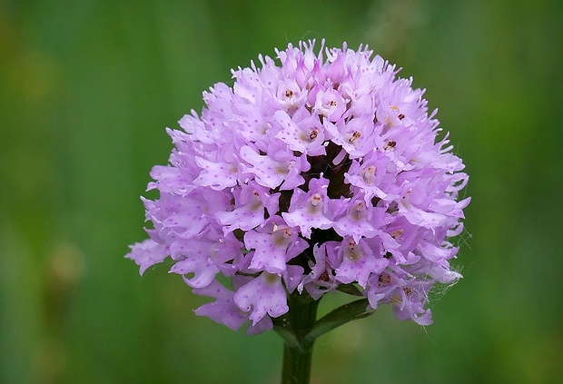 pavstavač hlavatý Traunsteinera globosa (L.) Reichenb.