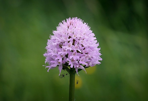 pavstavač hlavatý Traunsteinera globosa (L.) Reichenb.