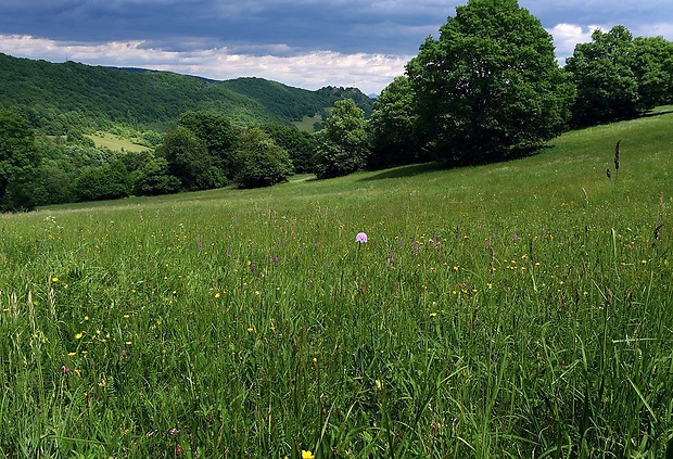 pavstavač hlavatý - biotop Traunsteinera globosa (L.) Reichenb.