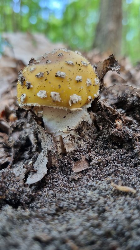 muchotrávka slamovožltá Amanita gemmata (Fr.) Bertill.