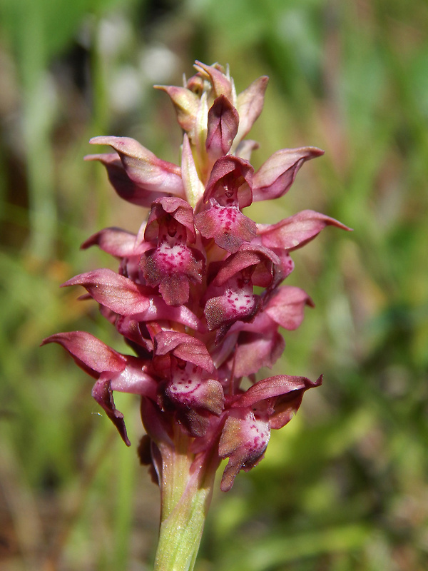 červenohlav ploštičný Anacamptis coriophora (L.) R. M. Bateman, A. M. Pringeon & M. W. Chase