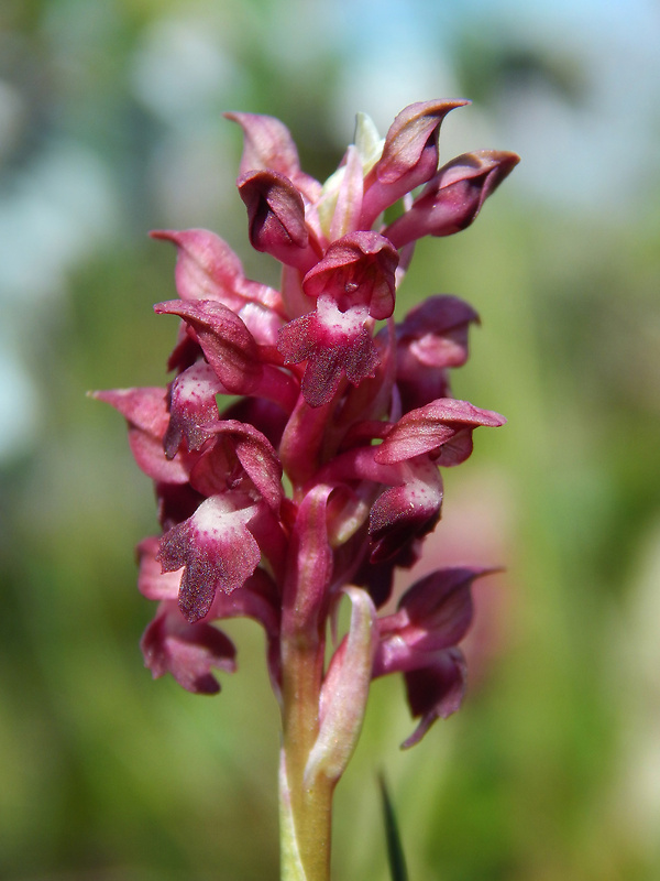 červenohlav ploštičný Anacamptis coriophora (L.) R. M. Bateman, A. M. Pringeon & M. W. Chase