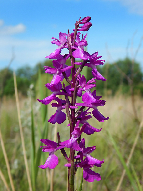 červenohlav močiarny Anacamptis palustris (Jack.) R. M. Bateman, A. M. Pringeon & M. W. Chase