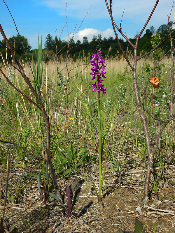 červenohlav močiarny Anacamptis palustris (Jack.) R. M. Bateman, A. M. Pringeon & M. W. Chase