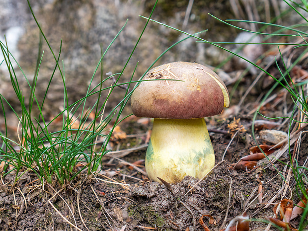 hríb nádherný Butyriboletus fuscoroseus (Smotl.) Vizzini & Gelardi