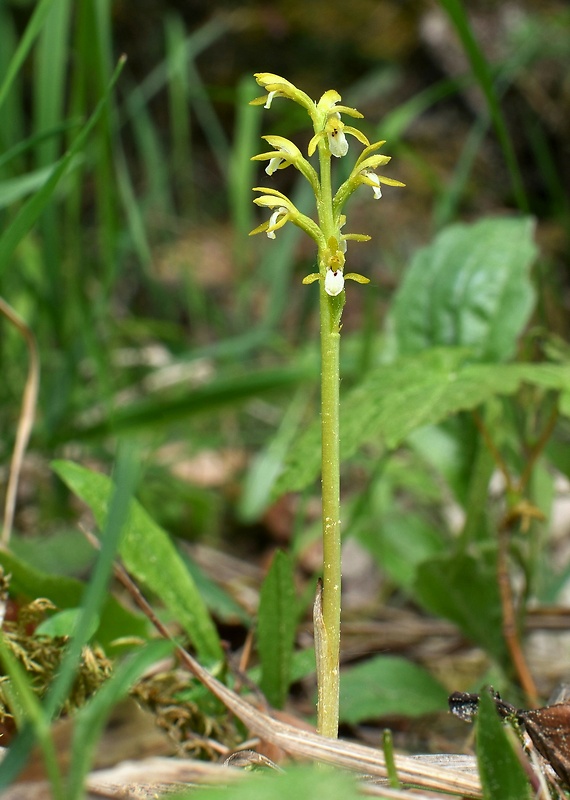 koralica lesná Corallorhiza trifida Châtel.