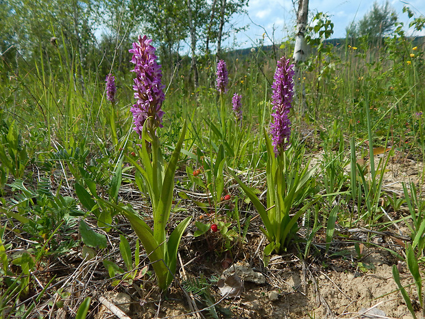 vstavačovec strmolistý pravý Dactylorhiza incarnata subsp. incarnata (L.) Soó