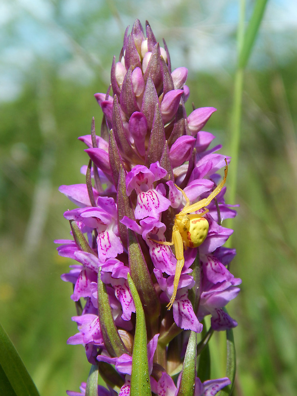 vstavačovec strmolistý pravý Dactylorhiza incarnata subsp. incarnata (L.) Soó