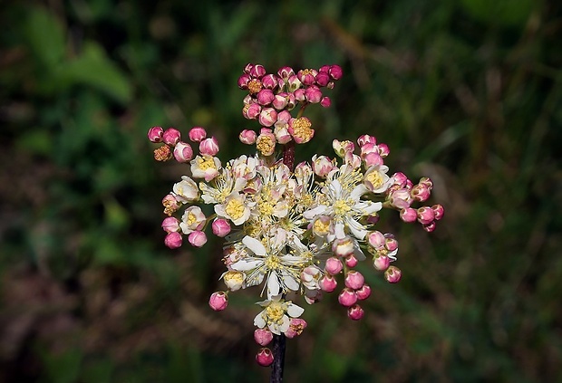 túžobník obyčajný Filipendula vulgaris Moench