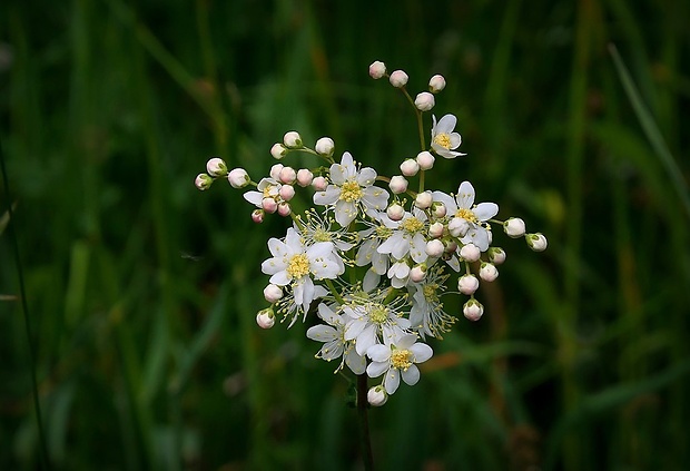 túžobník obyčajný Filipendula vulgaris Moench