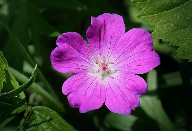 pakost krvavý Geranium sanguineum L.