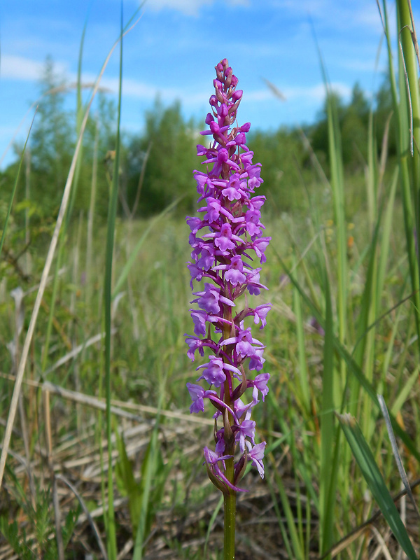 päťprstnica obyčajná Gymnadenia conopsea (L.) R. Br.