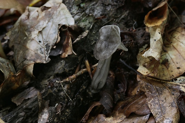 chriapač Helvella sp.