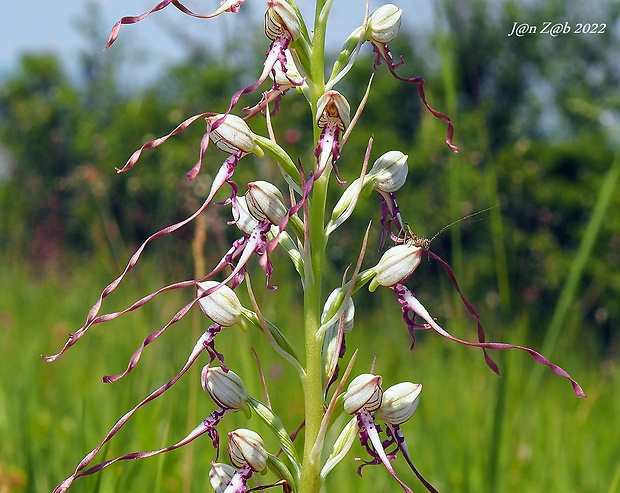 jazýčkovec jadranský Himantoglossum adriaticum H. Baumann