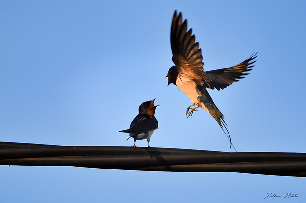 lastovička obyčajná Hirundo rustica