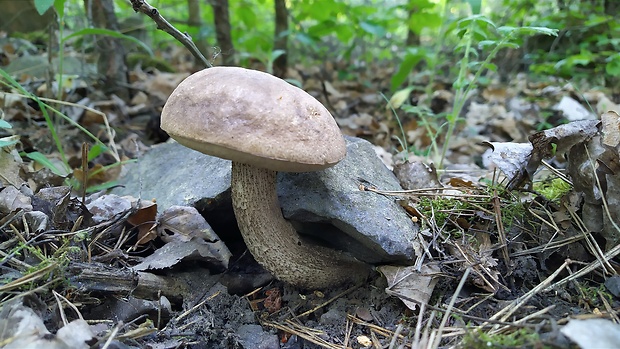 kozák topoľový Leccinum duriusculum (Schulzer ex Kalchbr.) Singer