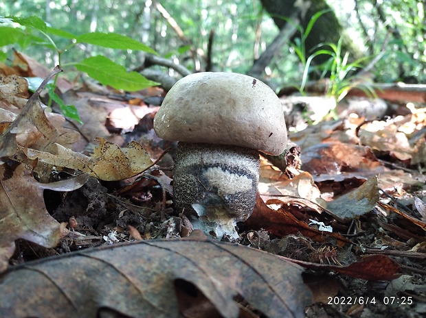 kozák topoľový Leccinum duriusculum (Schulzer ex Kalchbr.) Singer