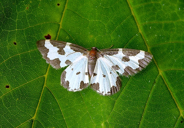 piadivka liesková Lomaspilis marginata