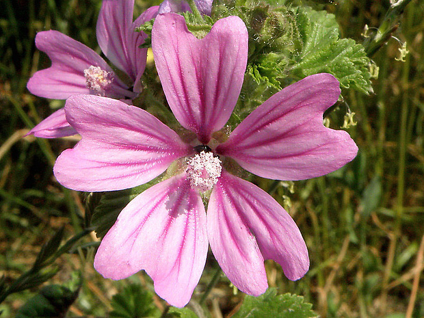 slez lesný Malva sylvestris L.