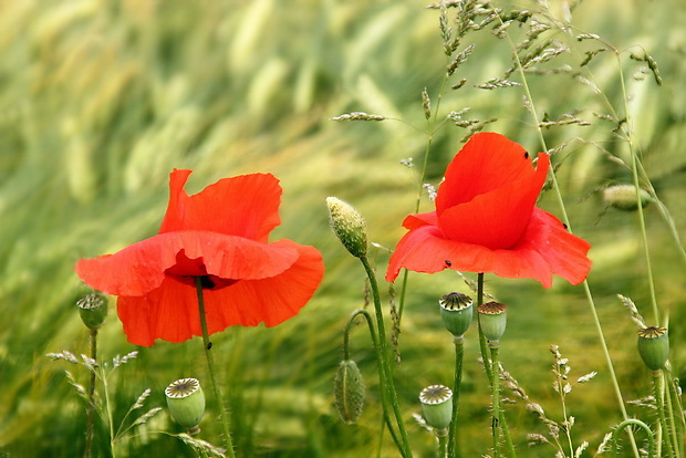 mak vlčí Papaver rhoeas L.