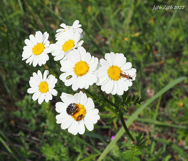 rimbaba chocholíkatá Pyrethrum corymbosum (L.) Scop.