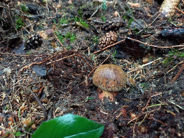 hríb zrnitohlúbikový Sutorius luridiformis (Rostk.) G. Wu & Zhu L. Yang