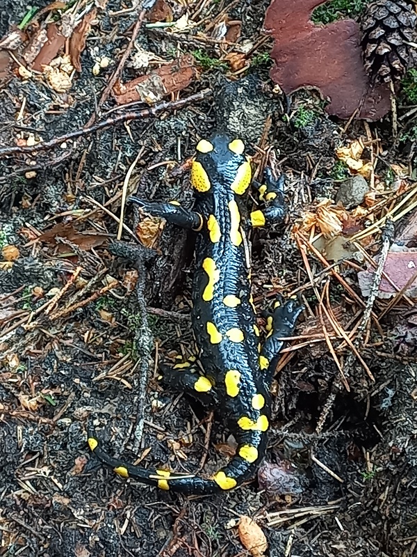 salamander skvrnity