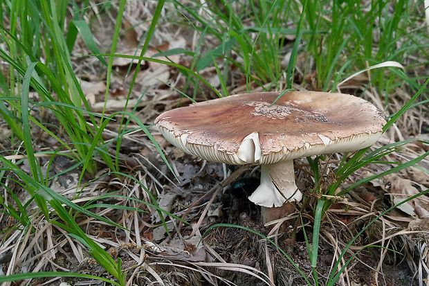 muchotrávka červenkastá Amanita rubescens Pers.