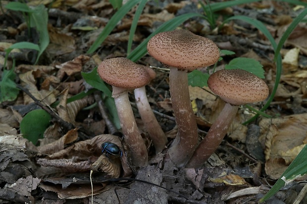 podpňovka Armillaria sp.