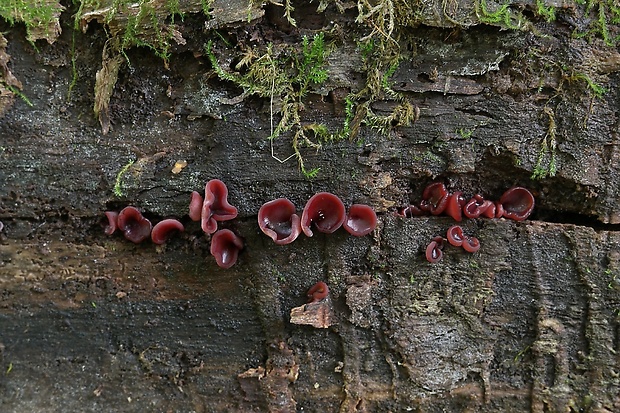 vrtidlovka Ascocoryne sp.