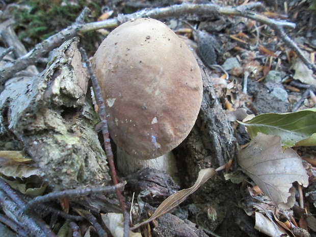 hríb dubový Boletus reticulatus Schaeff.