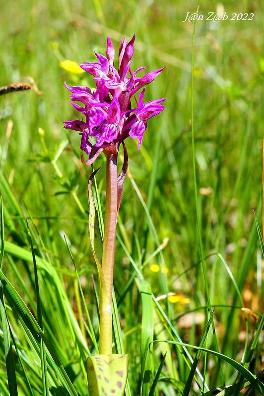 vstavačovec laponský Dactylorhiza lapponica (Laest. ex Hartm.) Soó