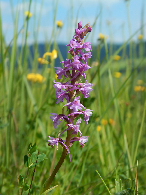 päťprstnica obyčajná Gymnadenia conopsea (L.) R. Br.