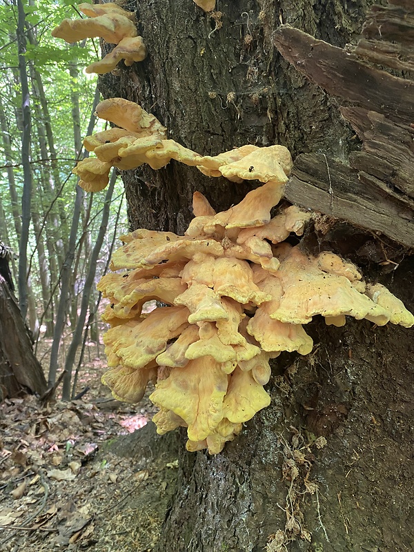 sírovec obyčajný Laetiporus sulphureus (Bull.) Murrill