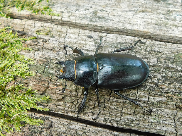 roháč veľký (obyčajný) / roháč obecný ♀ Lucanus cervus Linnaeus, 1758