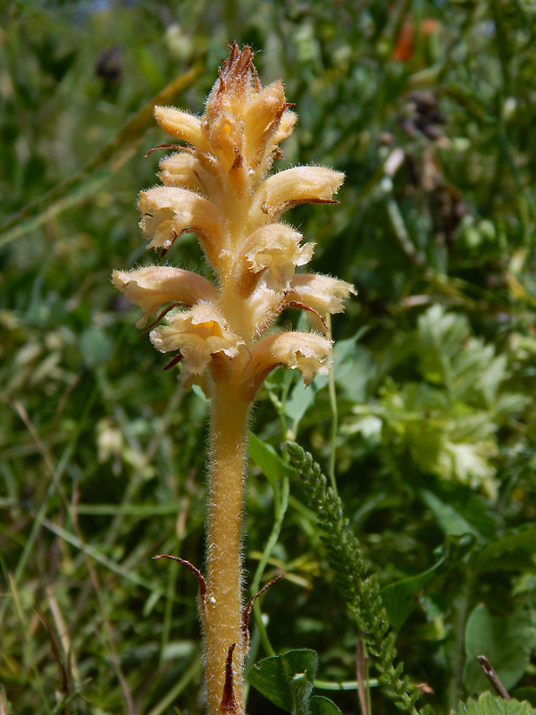 záraza alsaská Orobanche alsatica Kirschl.