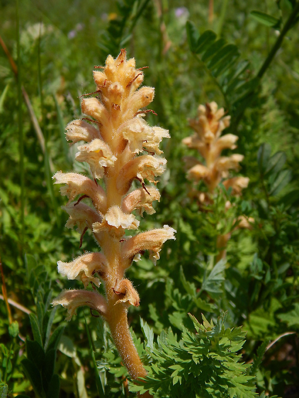 záraza alsaská Orobanche alsatica Kirschl.