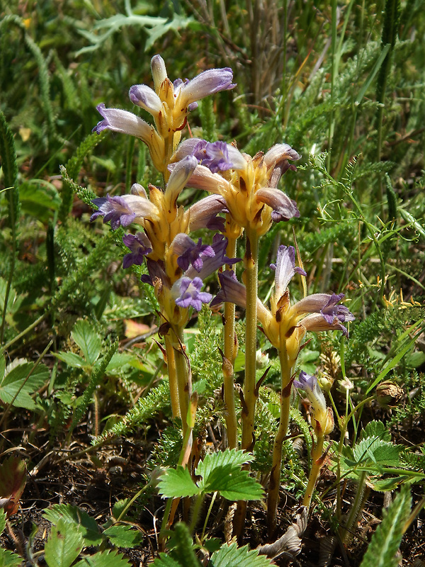 zárazovec purpurový Phelipanche purpurea (Jacq.) Soják