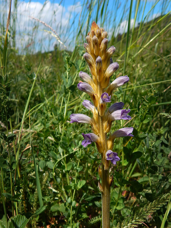 zárazovec purpurový Phelipanche purpurea (Jacq.) Soják