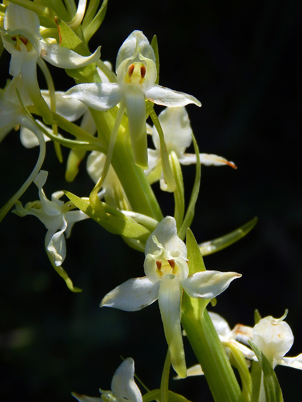 vemenník dvojlistý Platanthera bifolia (L.) Rich.