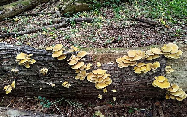 hliva lievikovitá citrónová Pleurotus citrinopileatus (Singer) Ohira