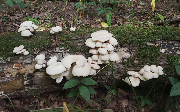 hliva lievikovitá Pleurotus cornucopiae (Paulet) Rolland