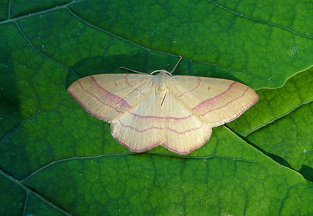 piadica prútnatcová Rhodostrophia vibicaria