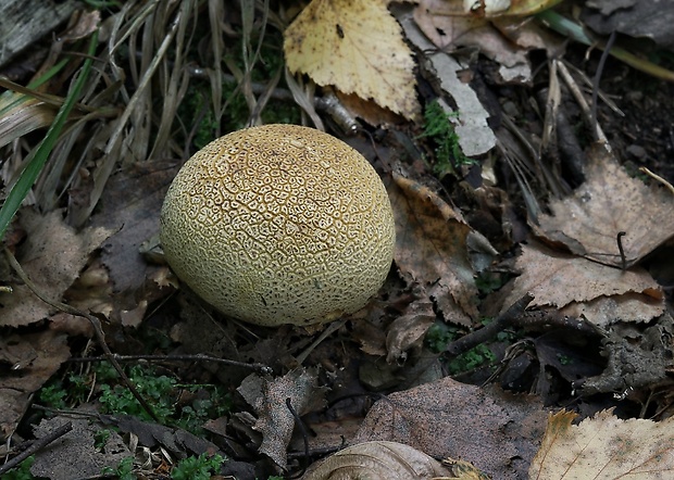 pestrec obyčajný Scleroderma citrinum Pers.