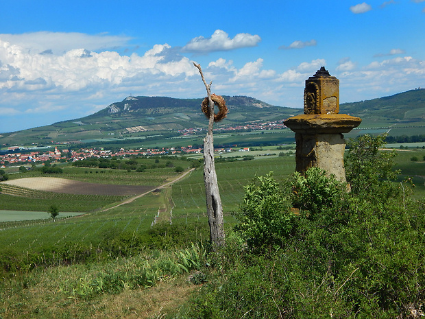 Děvín z Rochusbergu