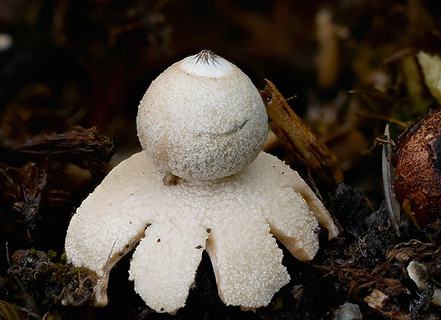 hviezdovka Geastrum dolomiticum Finy, Dima & V. Papp