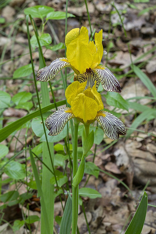 kosatec dvojfarebný Iris variegata L.