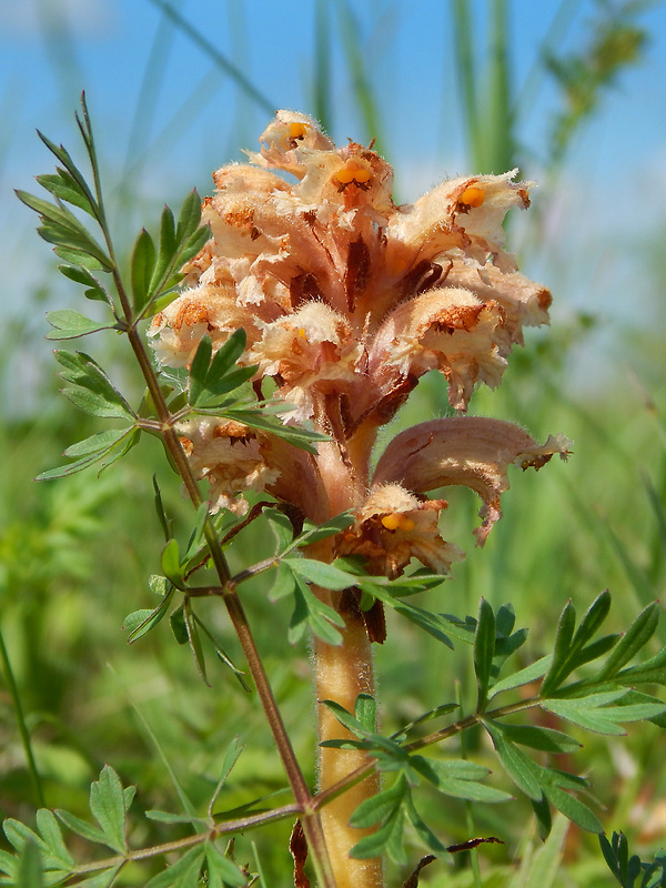 záraza alsaská Orobanche alsatica Kirschl.