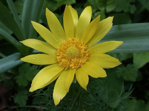 hlaváčik jarný Adonis vernalis L.